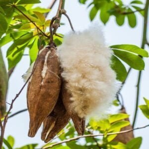 Kapok - Løs Kapok fra Cocoon Company