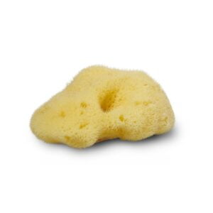 Silkesvamp fra middelhavet