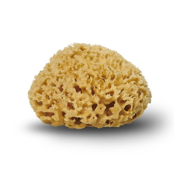 Honeycomb badesvamp Honeycomb badesvamp