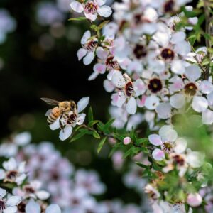 Manuka busk