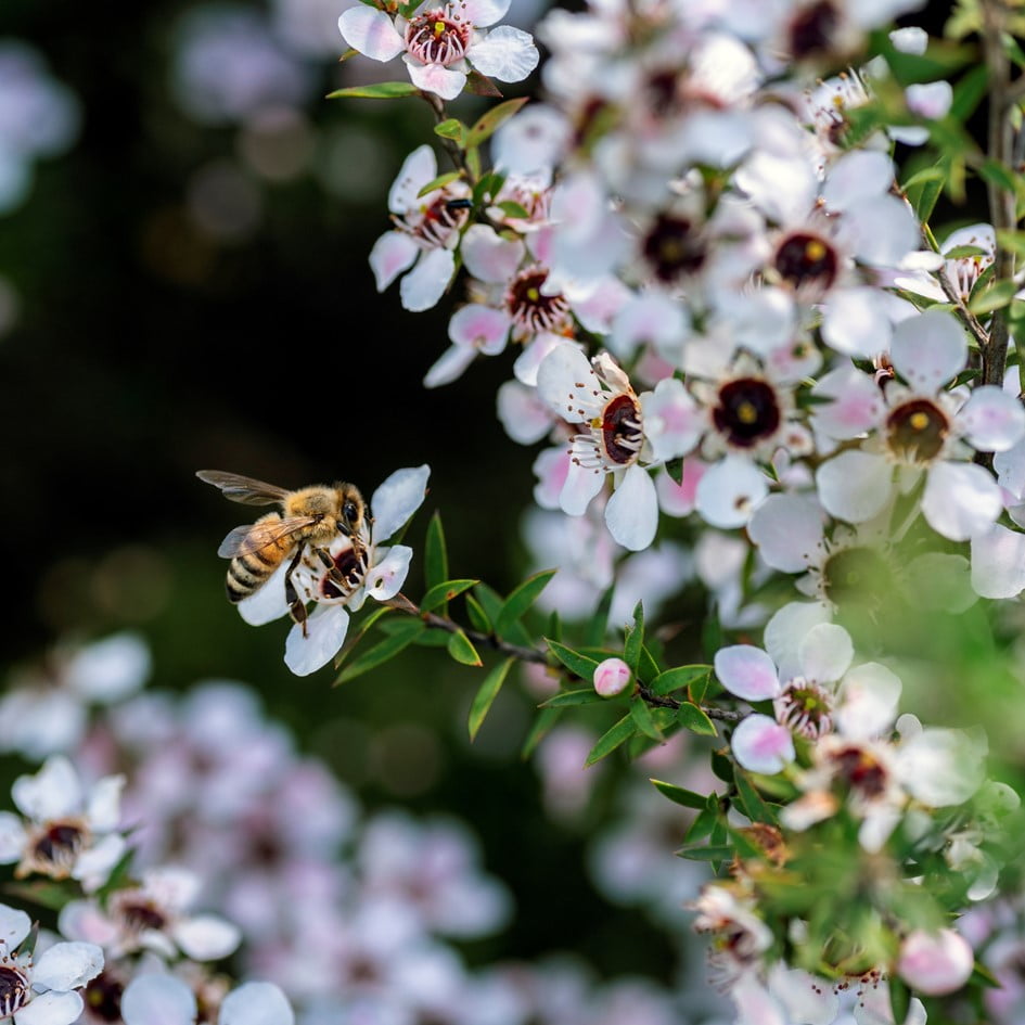 Manuka busk Manuka busk