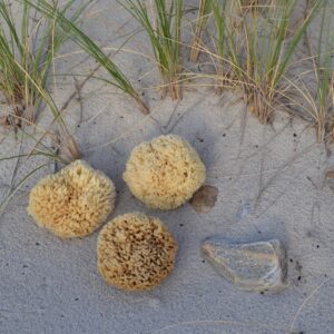 Cocoon Badesvampe fra Middelhavet