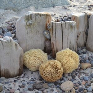 Cocoon Badesvampe fra Middelhavet