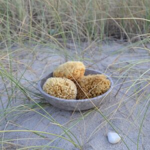 Badesvampe fra Middelhavet, Honeycomb