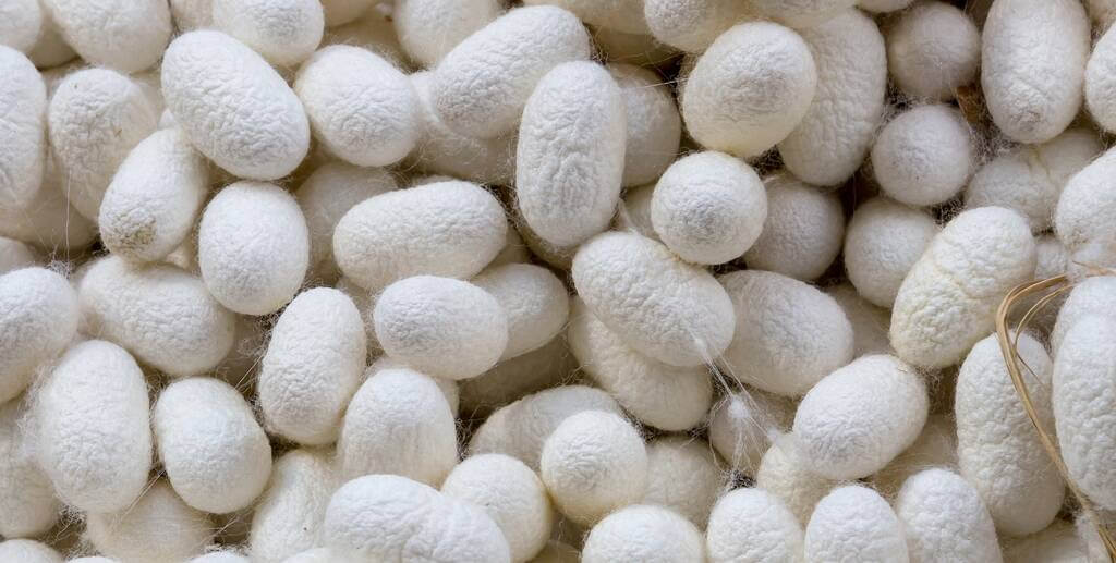 Peace Silk cocoons